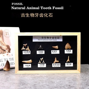 ��ͯ���������X��ʯԭʯ�^�������X���~���X��ʯ�����ղؽ̌W�˱�