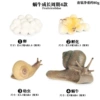 2435 snail growth cycle 4 suits