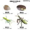 2430 Mantis growth cycle 4 suits