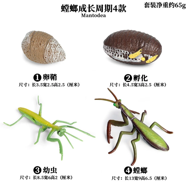 M-2430 Mantis Growth cycle 4 sets