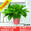 Green Potted Plant Plant Plant Plant Flower Green Plant Water Pei Changtang Hanging Large Green Bad New House to absorb formaldehyde