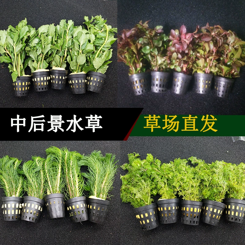 Средний и задний пейзаж водяная Трава Аквариум Ландшафтный дизайн украшения Ньютон вода Роланд стебель настоящие водные растения живут оптом