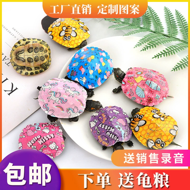 Фабрика прямых продаж черепаха красочные маленькие черепаха часы черепаха домашнее животное черепаха живой киоск Выставочный бизнес супер горячее предложение