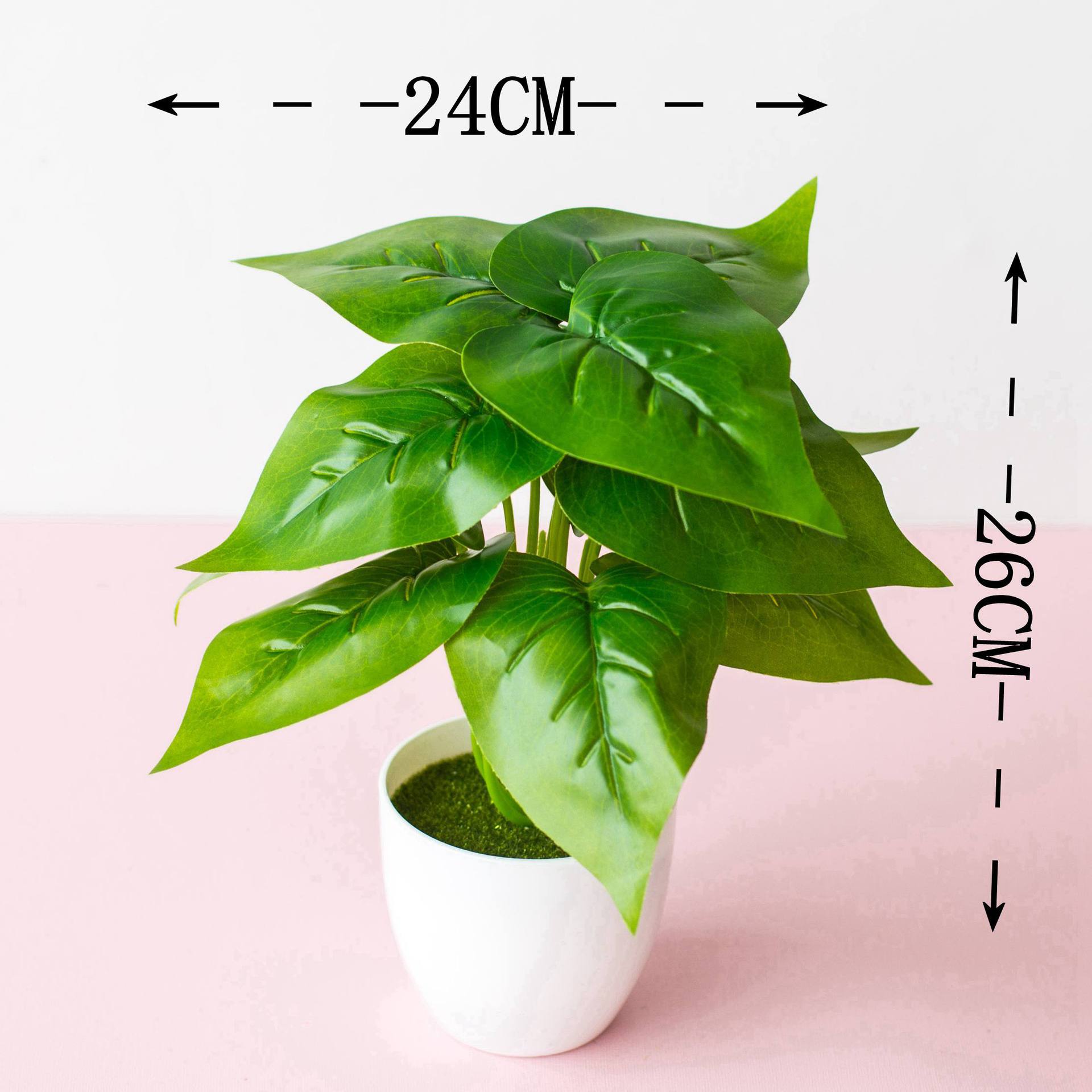 12 Lá Phong đầy đủ màu xanh lá cây (có chậu)