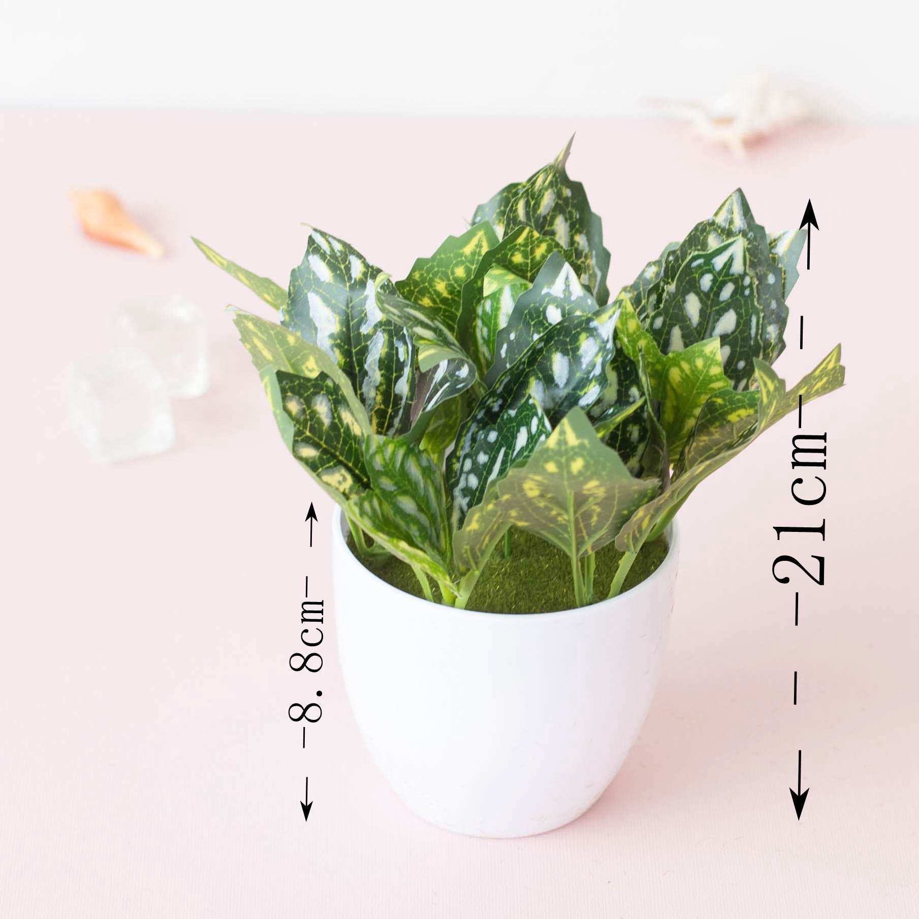Lá phong lạnh màu trắng (có chậu)