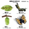 【OX662】 Butterfly growth cycle