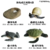 Turtle growth cycle 4 suits