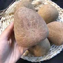 印度椰子皇新鲜水果椰青大椰子海椰皇煲汤 广东煲汤料 大椰王批发