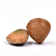 ����ʯԭʯؐ���ź������ﻯʯ������ﻯʯ���|���ս̌W�˱�