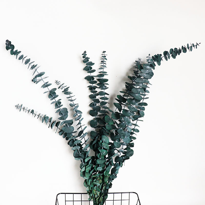 전체 파란색 50cm +