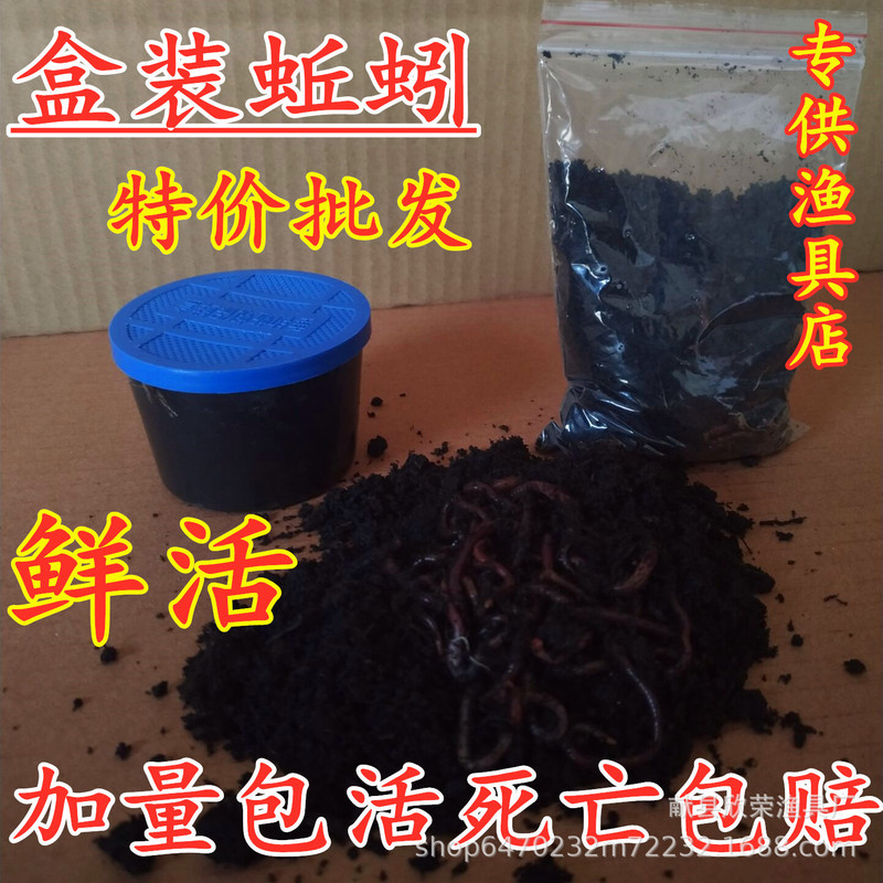 Fishing earthworm live bait red maggot wild fishing crucian carp red earthworm live bait live earthworm release boxed earthworm