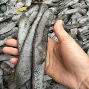 ���� ���dș�����l�������ǳ����؛