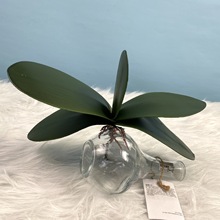 ����ֲ�� �S��ֱ������Gɫ�����m�~ �Ҿ��b[�� �廨���