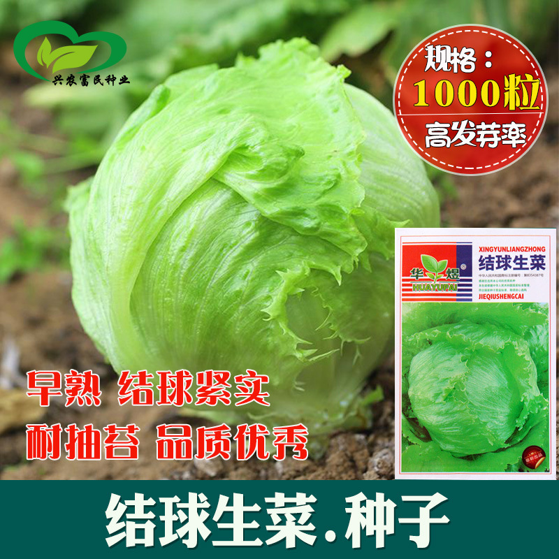 Ball Lettuce Home Garden Can Be Potted Early Maturing Leaves Tender Green Wrapped Tight Lettuce Seeds Vegetable Seeds