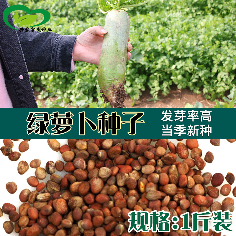 散装青萝卜种子 农田菜园种植耐储个头大绿萝卜籽脆爽多汁