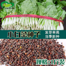 散装小白菜种子 农田菜地盆栽种植四季蔬菜脆嫩白菜籽