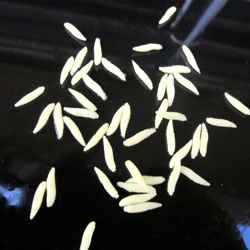 Transfronteriza Pisces gusano mosca pan gusano cebo falso suave gusano cebo suave luya luminosa imitación cebo artificial 50 piezas/bolsa