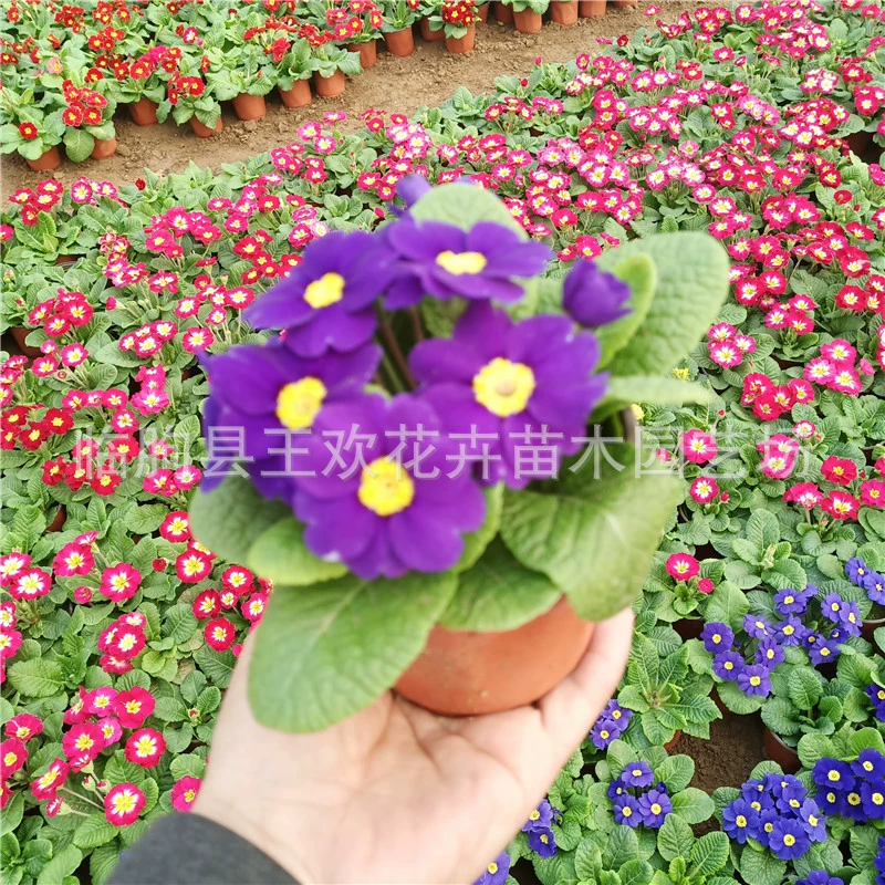 Природа в горшках, новогодний цветок, растение для покрытия почвы, рассада примулы, трава, цветочная клумба, инженерное зеленение