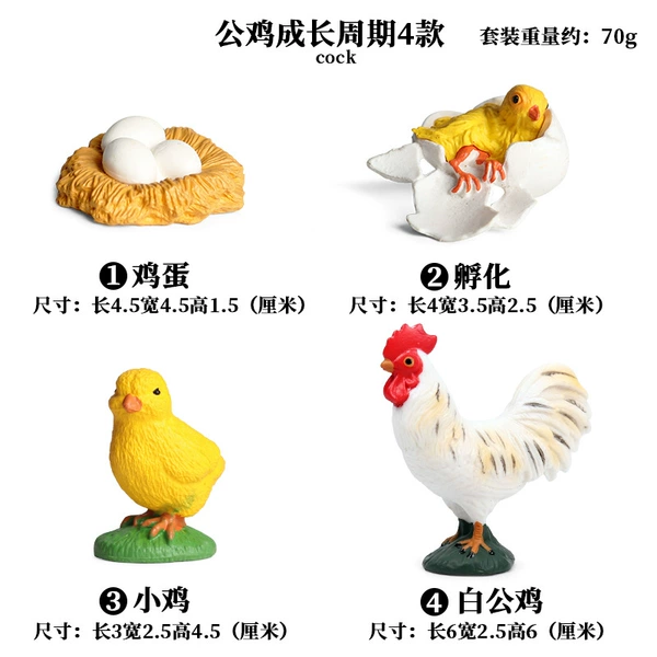 【OX549】 The growth cycle of the rooster