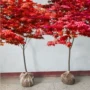 日本植物庭院绿化风景树