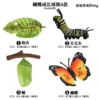 【OX1628】 Butterfly growth cycle