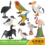 野生鸟类鹈鹕仿真套装
