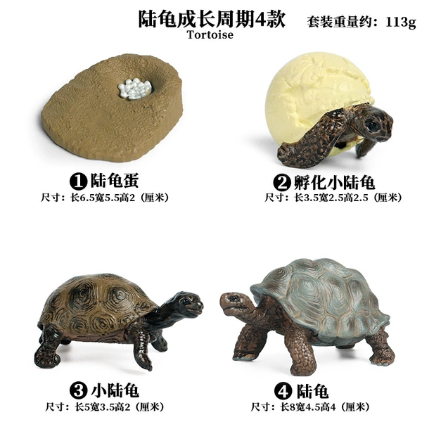 2421 Land tortoise growth cycle 4 sets of 4 sets