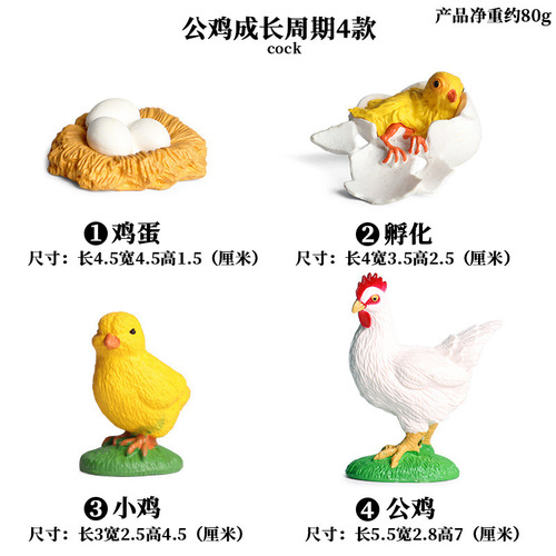 Simulated animal model ornaments children's science and education growth cycle bee turtle spider frog butterfly plastic toy