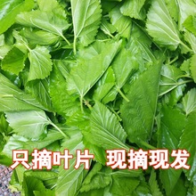 新鲜桑叶蚕宝宝饲料鲜嫩小蚕大蚕桑叶当天现摘约500克 桑树叶