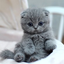 纯种英短蓝猫活体蓝白猫幼崽矮脚猫小猫咪活物宠物猫咪英国短毛猫
