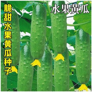 �߲˷N��ˮ���S�ϷN���ļ��������Դ����S���ѷN��ˮ���S�ϷN��