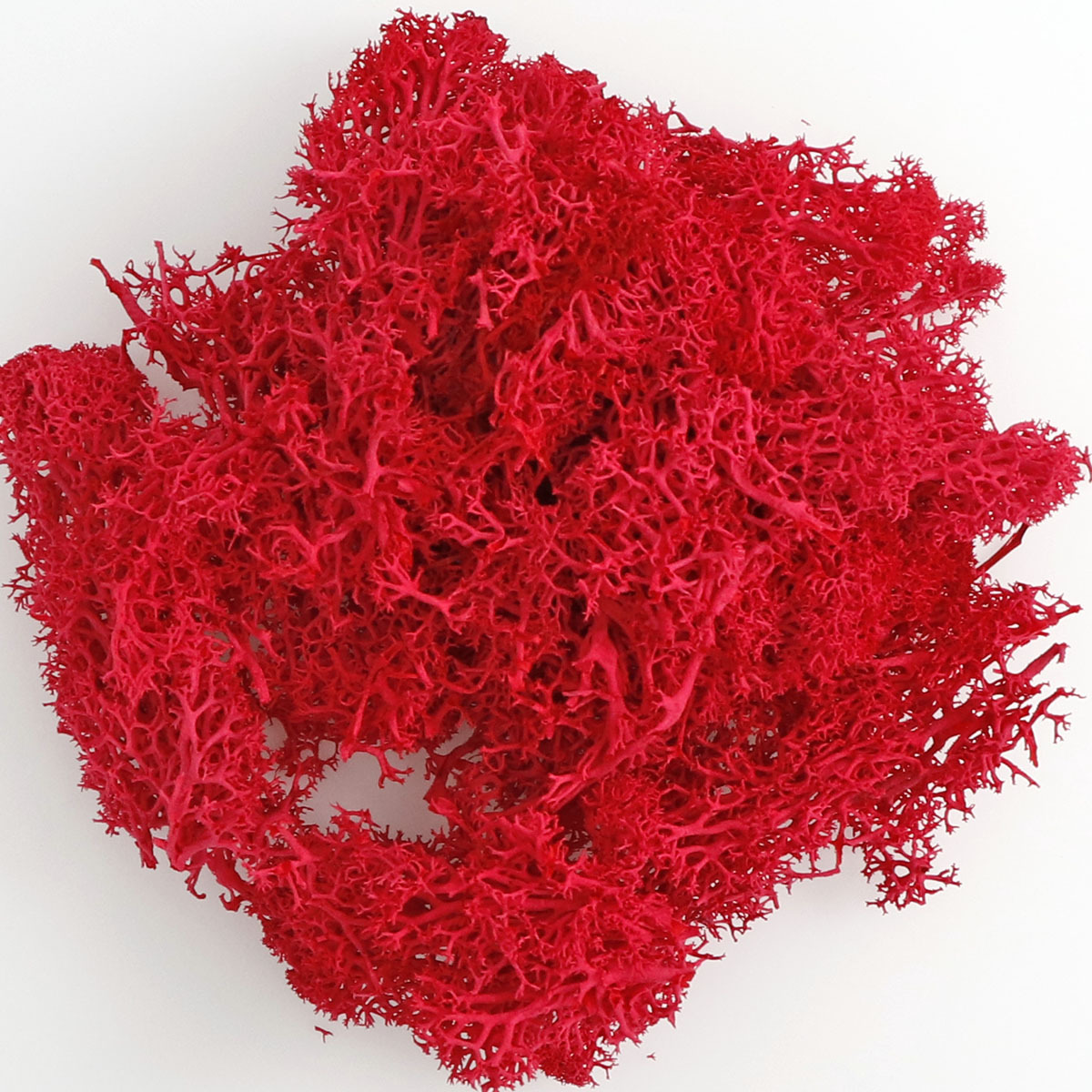 Musgo eterno colorido musgo micro paisaje DIY decorativo planta verde multicolor opcional asta decorativa musgo