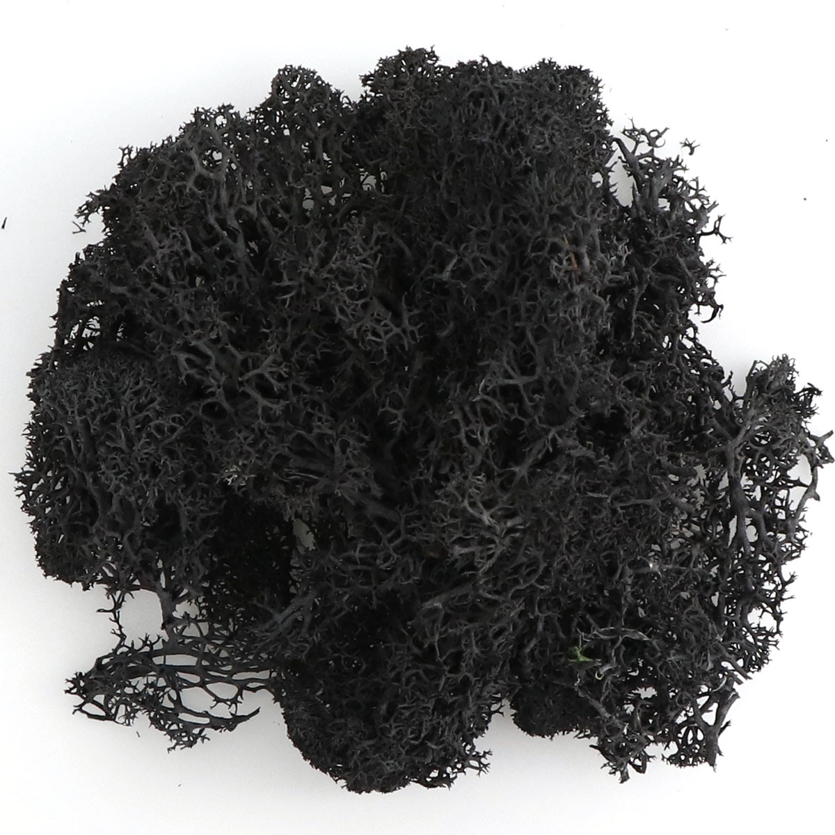 Musgo eterno colorido musgo micro paisaje DIY decorativo planta verde multicolor opcional asta decorativa musgo