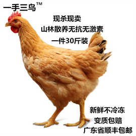 光鸡三黄鸡清远鸡烧鸡直供餐厅酒店饭堂商超新鲜现杀批发可斩块