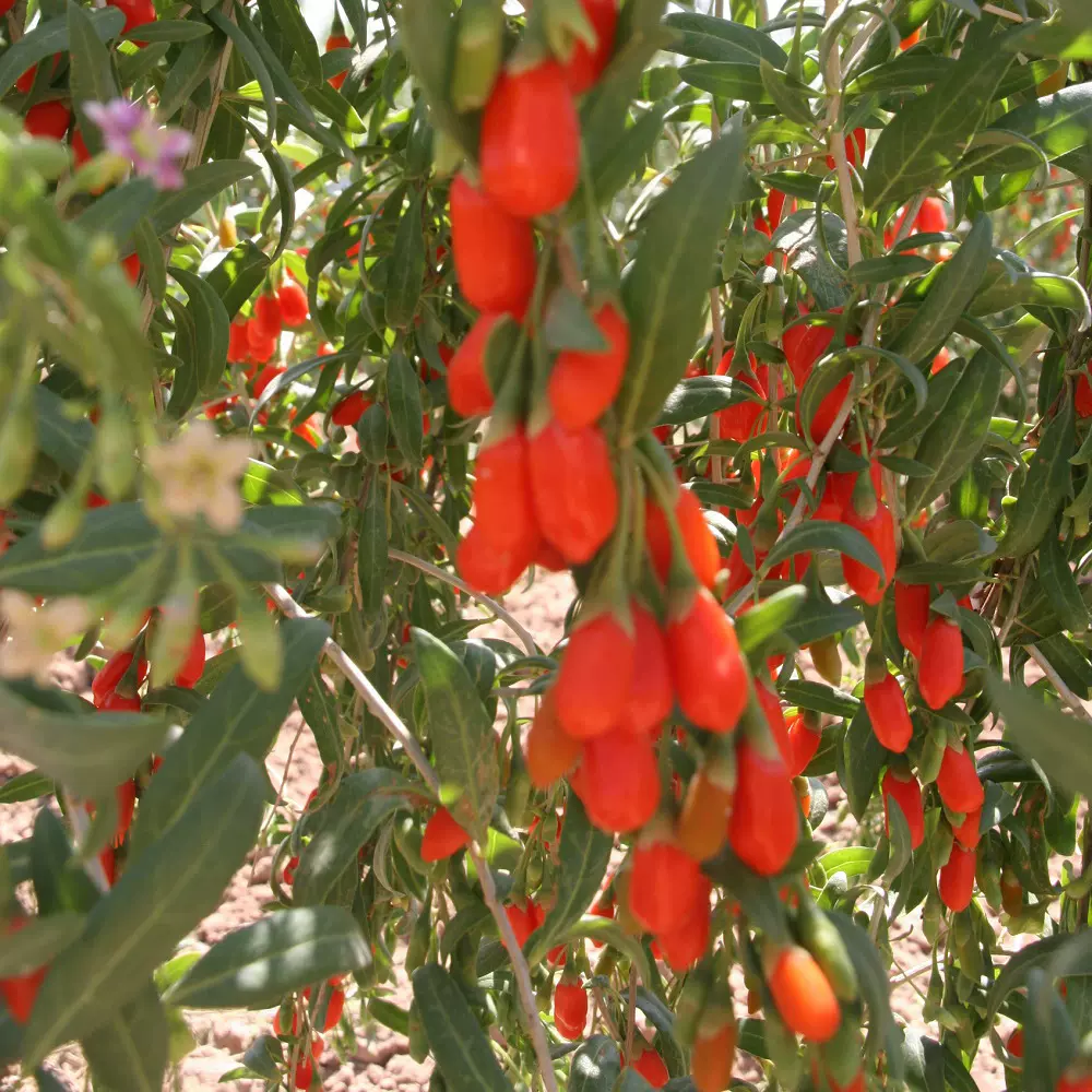 枸杞子宁夏苟杞500克袋装宁夏产地枸杞保健红枸杞养批发精选