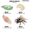 2443 Bee growth cycle 4 suits
