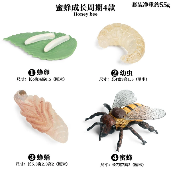 2443 Bee growth cycle 4 suits