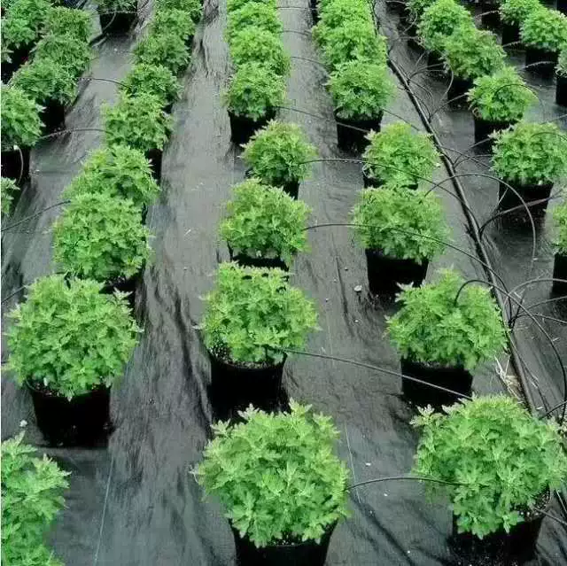 Поставка полипропилена, полиэтиленовые тканые геотканы, соломенные ткани