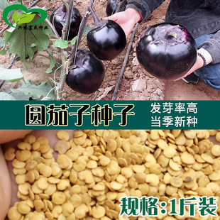 �����ψA���ӷN�� �r��˵���Ƥ������׾Gɫ���������߲���