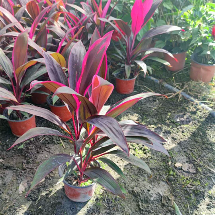 Большое количество продажа различных спецификаций Чжу банан цвет листьев растений зеленый сад двор