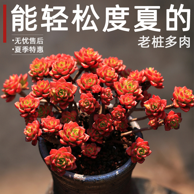 Jinglang Yunnan Succulents Wholesale Old Pile Group Small Pile with Pole Pile Blue Apple Tia Lawrence Group Jinglang Yunnan Succulents Wholesale Old Pile Group Small Pile with Pole Pile Blue Apple Tia Lawrence Group