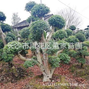 ֱ�N���͗�÷�� ���͗�÷���� �e��ˇ�g���� ���^�@�ֹ��@�G��