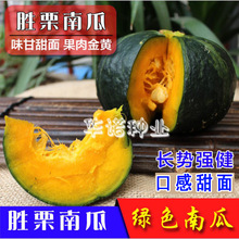 �߲˷N�Ӱ���ؐؐ�Ϲ����������Ϲ��� �����GƤ�ϹϷN�� ԭ�b50��