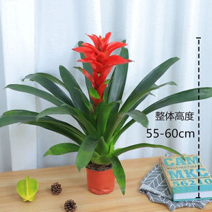 ���l���\���^���Ի��辰�҃ȾGɫֲ���P���F�m�̨�����m���lؔ��