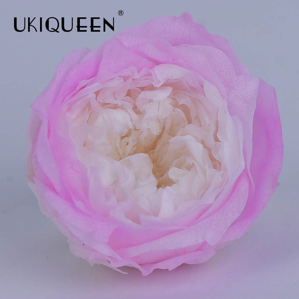 4-5cm 8 PCs A-level DIY flor eterna Austin subió la fábrica principal al por mayor Austin, Yunnan