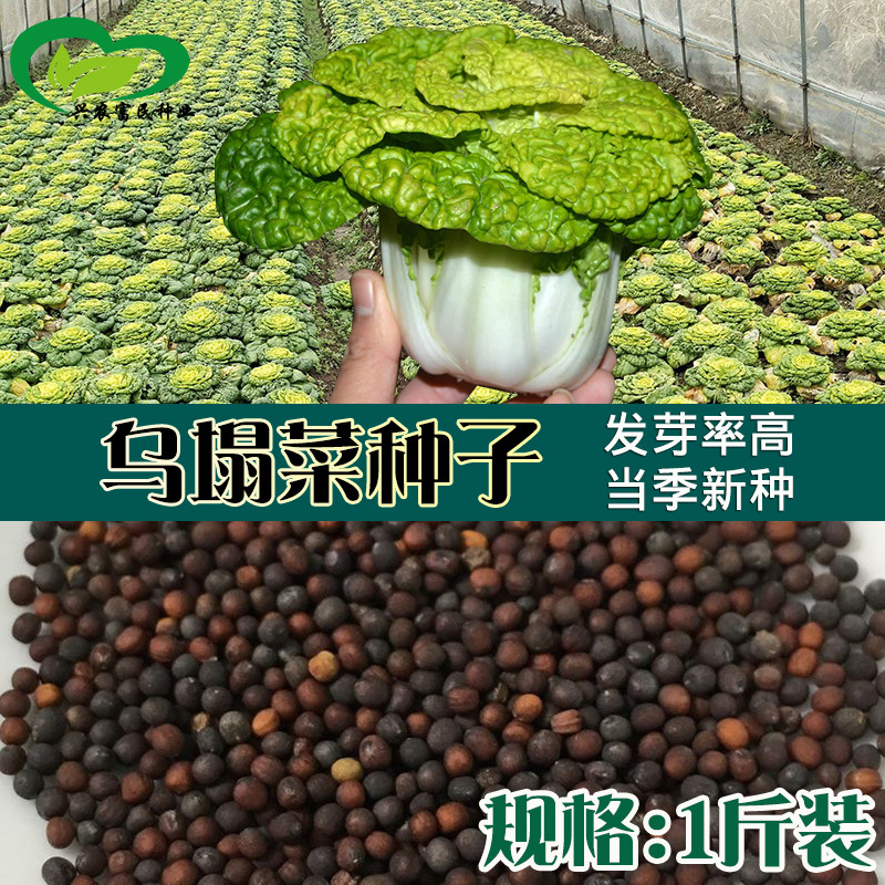 乌塌菜散装种子 农田菜园蔬菜春夏秋当季耐寒乌塌菜籽