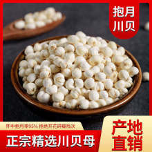 川贝批发各种规格藏贝母平贝质量保证量大从优贝母种植平贝