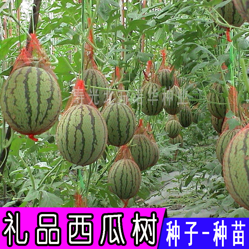 礼品小西瓜树种子蔬菜树种籽观光休闲采摘园特色西瓜籽 原装5粒