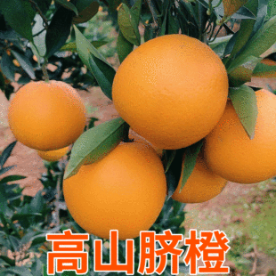 Sichuan Alpine Shute Shoute Season Fruit Fruit Fruit -это не -ганнан