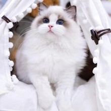 布偶猫幼猫活体蓝双海双色仙女猫赛级布偶幼崽蓝眼睛活物宠物猫咪
